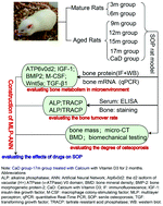 Graphical abstract: Evaluation of the effect of CaD on the bone structure and bone metabolic changes in senile osteoporosis rats based on MLP–ANN methods