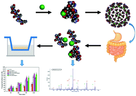 Graphical abstract: The formation mechanism of a sea cucumber ovum derived heptapeptide–calcium nanocomposite and its digestion/absorption behavior