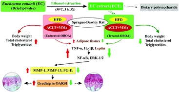 Graphical abstract: A dietary polysaccharide from Eucheuma cottonii downregulates proinflammatory cytokines and ameliorates osteoarthritis-associated cartilage degradation in obese rats