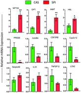 Graphical abstract: Comparison of liver gene expression by RNAseq and PCR analysis after 8 weeks of feeding soy protein isolate- or casein-based diets in an obese liver steatosis rat model