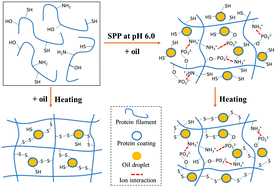 Graphical abstract: Phosphorylation modification of myofibrillar proteins by sodium pyrophosphate affects emulsion gel formation and oxidative stability under different pH conditions