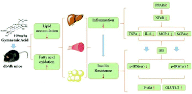 Graphical abstract: Gymnemic acid alleviates inflammation and insulin resistance via PPARδ- and NFκB-mediated pathways in db/db mice