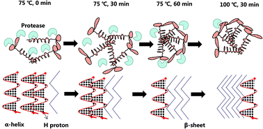 Graphical abstract: Effect of secondary heat-induced aggregation on pork meat batter protein conformation, hydration characteristics, textural quality and in vitro digestibility