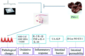 Graphical abstract: Evaluation of the protective effects of Ganoderma atrum polysaccharide on acrylamide-induced injury in small intestine tissue of rats