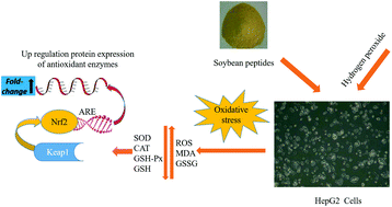 Graphical abstract: Effect of soybean peptides against hydrogen peroxide induced oxidative stress in HepG2 cells via Nrf2 signaling