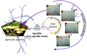 Graphical abstract: Ageritin from poplar mushrooms: scale-up purification and cytotoxicity towards undifferentiated and differentiated SH-SY5Y cells