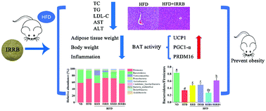 Graphical abstract: Rice bran attenuated obesity via alleviating dyslipidemia, browning of white adipocytes and modulating gut microbiota in high-fat diet-induced obese mice