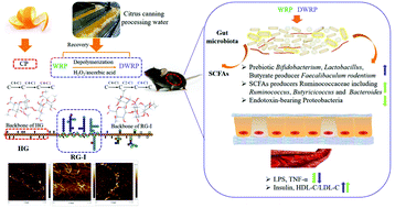 Graphical abstract: Depolymerized RG-I-enriched pectin from citrus segment membranes modulates gut microbiota, increases SCFA production, and promotes the growth of Bifidobacterium spp., Lactobacillus spp. and Faecalibaculum spp.