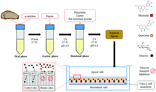 Graphical abstract: Banana flour phenolics inhibit trans-epithelial glucose transport from wheat cakes in a coupled in vitro digestion/Caco-2 cell intestinal model