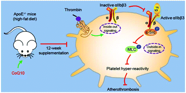 Graphical abstract: Coenzyme Q10 attenuates platelet integrin αIIbβ3 signaling and platelet hyper-reactivity in ApoE-deficient mice