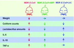 Graphical abstract: Lactobacillus rhamnosus from human breast milk shows therapeutic function against foodborne infection by multi-drug resistant Escherichia coli in mice