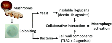 Graphical abstract: Macrophage activation by edible mushrooms is due to the collaborative interaction of toll-like receptor agonists and dectin-1b activating beta glucans derived from colonizing microorganisms