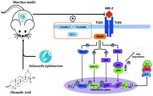 Graphical abstract: Oleanolic acid enhances tight junctions and ameliorates inflammation in Salmonella typhimurium-induced diarrhea in mice via the TLR4/NF-κB and MAPK pathway