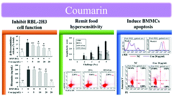 Graphical abstract: Coumarin alleviates ovalbumin-induced food anaphylaxis in a mouse model by affecting mast cell function