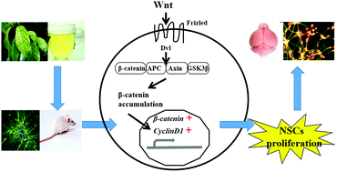 Graphical abstract: Mallotus oblongifolius extracts ameliorate ischemic nerve damage by increasing endogenous neural stem cell proliferation through the Wnt/β-catenin signaling pathway