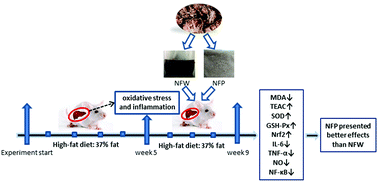 Graphical abstract: Therapeutic effects of noni fruit water extract and polysaccharide on oxidative stress and inflammation in mice under high-fat diet