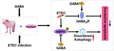 Graphical abstract: GABA attenuates ETEC-induced intestinal epithelial cell apoptosis involving GABAAR signaling and the AMPK-autophagy pathway