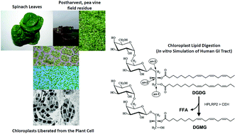 Graphical abstract: In vitro digestion of galactolipids from chloroplast-rich fraction (CRF) of postharvest, pea vine field residue (haulm) and spinach leaves