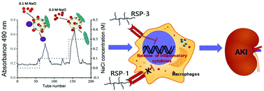 Graphical abstract: Structural characterization and in vitro–in vivo evaluation of effect of a polysaccharide from Sanguisorba officinalis on acute kidney injury