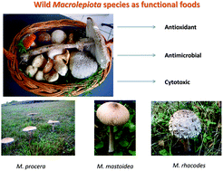 Graphical abstract: Comparative investigation on edible mushrooms Macrolepiota mastoidea, M. rhacodes and M. procera: functional foods with diverse biological activities