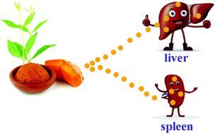 Graphical abstract: Curcumin-enhanced antitumor effects of sorafenib via regulating the metabolism and tumor microenvironment