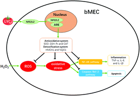 Graphical abstract: Lycopene alleviates H2O2-induced oxidative stress, inflammation and apoptosis in bovine mammary epithelial cells via the NFE2L2 signaling pathway