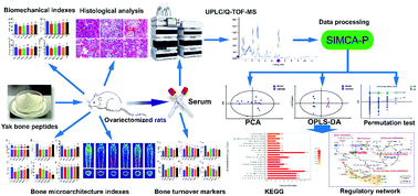 Graphical abstract: Metabolomics strategy reveals the osteogenic mechanism of yak (Bos grunniens) bone collagen peptides on ovariectomy-induced osteoporosis in rats