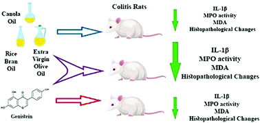 Graphical abstract: Protection by pure and genistein fortified extra virgin olive oil, canola oil, and rice bran oil against acetic acid-induced ulcerative colitis in rats