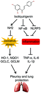 Graphical abstract: Isoliquiritigenin exerts antioxidative and anti-inflammatory effects via activating the KEAP-1/Nrf2 pathway and inhibiting the NF-κB and NLRP3 pathways in carrageenan-induced pleurisy