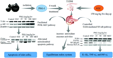Graphical abstract: Effects of a Ganoderma atrum polysaccharide against pancreatic damage in streptozotocin-induced diabetic mice
