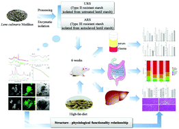 Graphical abstract: A more pronounced effect of type III resistant starch vs. type II resistant starch on ameliorating hyperlipidemia in high fat diet-fed mice is associated with its supramolecular structural characteristics