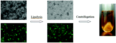 Graphical abstract: Stability and in vitro digestion study of curcumin-encapsulated in different milled cellulose particle stabilized Pickering emulsions