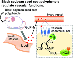 Graphical abstract: Black soybean seed coat polyphenols promote nitric oxide production in the aorta through glucagon-like peptide-1 secretion from the intestinal cells