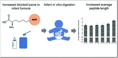 Graphical abstract: Lysine blockage of milk proteins in infant formula impairs overall protein digestibility and peptide release