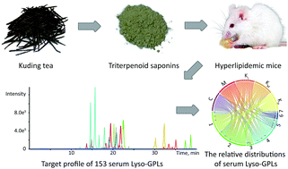 Graphical abstract: The metabolic change in serum lysoglycerophospholipids intervened by triterpenoid saponins from Kuding tea on hyperlipidemic mice