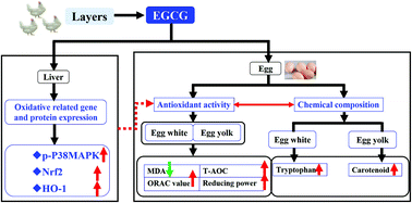 Graphical abstract: Green tea polyphenol epigallocatechin-3-gallate improves the antioxidant capacity of eggs
