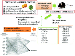 Graphical abstract: Intestinal anti-inflammatory effects of artichoke pectin and modified pectin fractions in the dextran sulfate sodium model of mice colitis. Artificial neural network modelling of inflammatory markers
