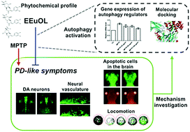 Graphical abstract: Anti-Parkinson's disease activity of phenolic acids from Eucommia ulmoides Oliver leaf extracts and their autophagy activation mechanism