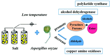Graphical abstract: Exploring the flavor formation mechanism under osmotic conditions during soy sauce fermentation in Aspergillus oryzae by proteomic analysis