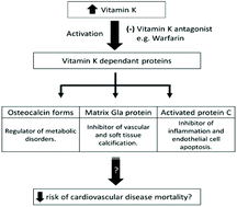 Graphical abstract: Quantifying dietary vitamin K and its link to cardiovascular health: a narrative review