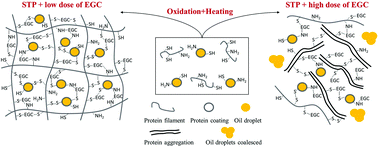 Graphical abstract: Influence of sodium tripolyphosphate coupled with (−)-epigallocatechin on the in vitro digestibility and emulsion gel properties of myofibrillar protein under oxidative stress