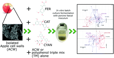 Graphical abstract: Purified plant cell walls with adsorbed polyphenols alter porcine faecal bacterial communities during in vitro fermentation