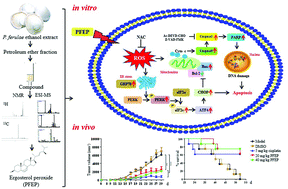 Graphical abstract: Ergosterol peroxide from Pleurotus ferulae inhibits gastrointestinal tumor cell growth through induction of apoptosis via reactive oxygen species and endoplasmic reticulum stress