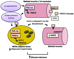 Graphical abstract: Grape pomace extract supplementation activates FNDC5/irisin in muscle and promotes white adipose browning in rats fed a high-fat diet