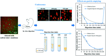 Graphical abstract: Structural and physicochemical changes in almond milk during in vitro gastric digestion: impact on the delivery of protein and lipids