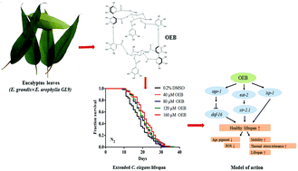 Graphical abstract: Healthy lifespan extension mediated by oenothein B isolated from Eucalyptus grandis × Eucalyptus urophylla GL9 in Caenorhabditis elegans