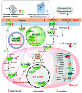 Graphical abstract: A pilot study on the effects of DHA/EPA-enriched phospholipids on aerobic and anaerobic exercises in mice