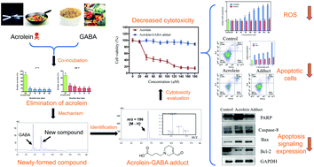 Graphical abstract: The scavenging capacity of γ-aminobutyric acid for acrolein and the cytotoxicity of the formed adduct