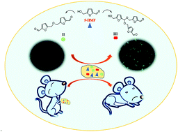 Graphical abstract: Potential neurotoxicity of 5-hydroxymethylfurfural and its oligomers: widespread substances in carbohydrate-containing foods