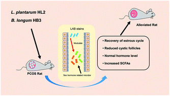 Graphical abstract: Lactic acid bacteria alleviate polycystic ovarian syndrome by regulating sex hormone related gut microbiota